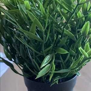 Meet your Posher, Violeta